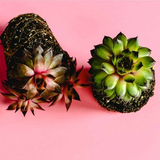 Best Succulent Soil Mix The Contented Plant