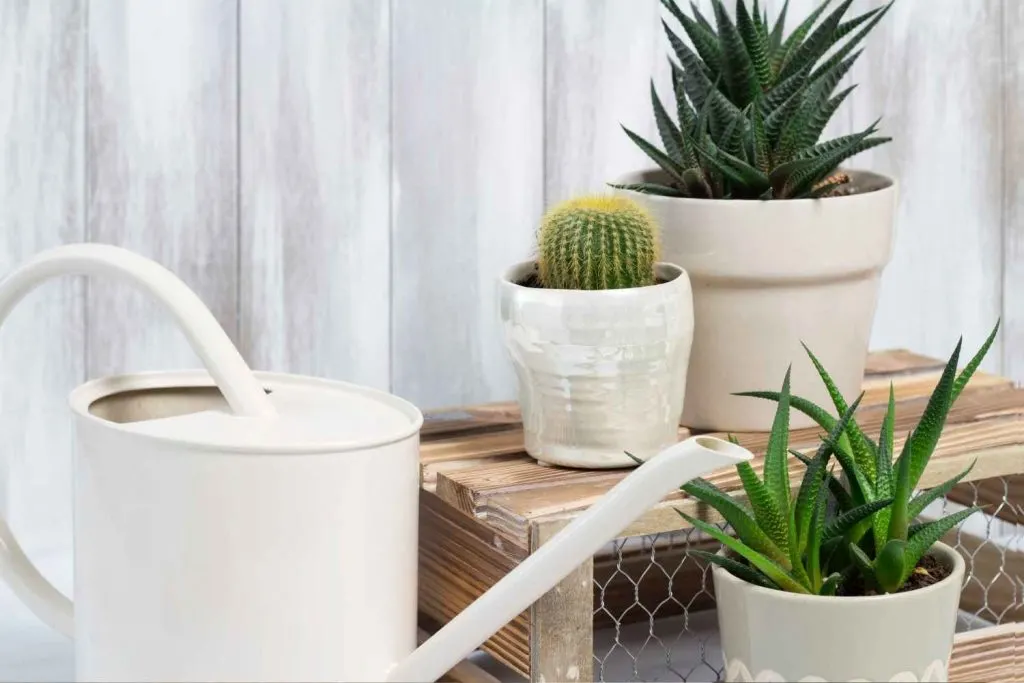 succulents with watering can