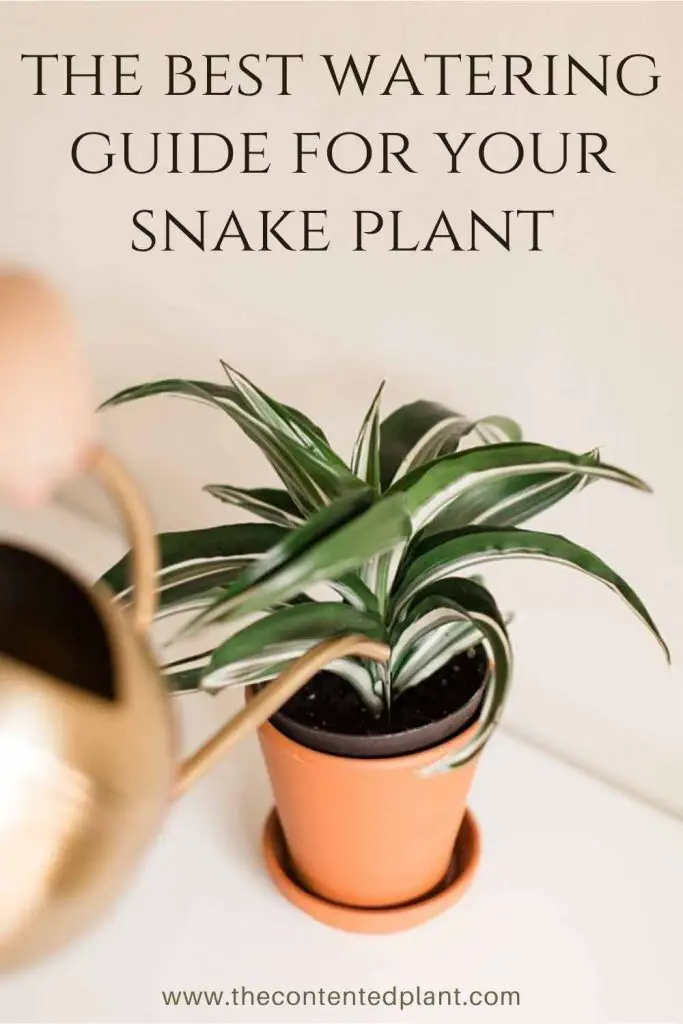 the best watering guide for your snake plant-pin image