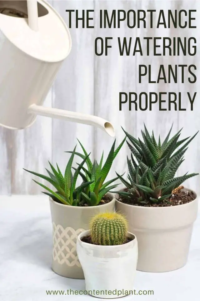 Watering Plants Properly - The Contented Plant