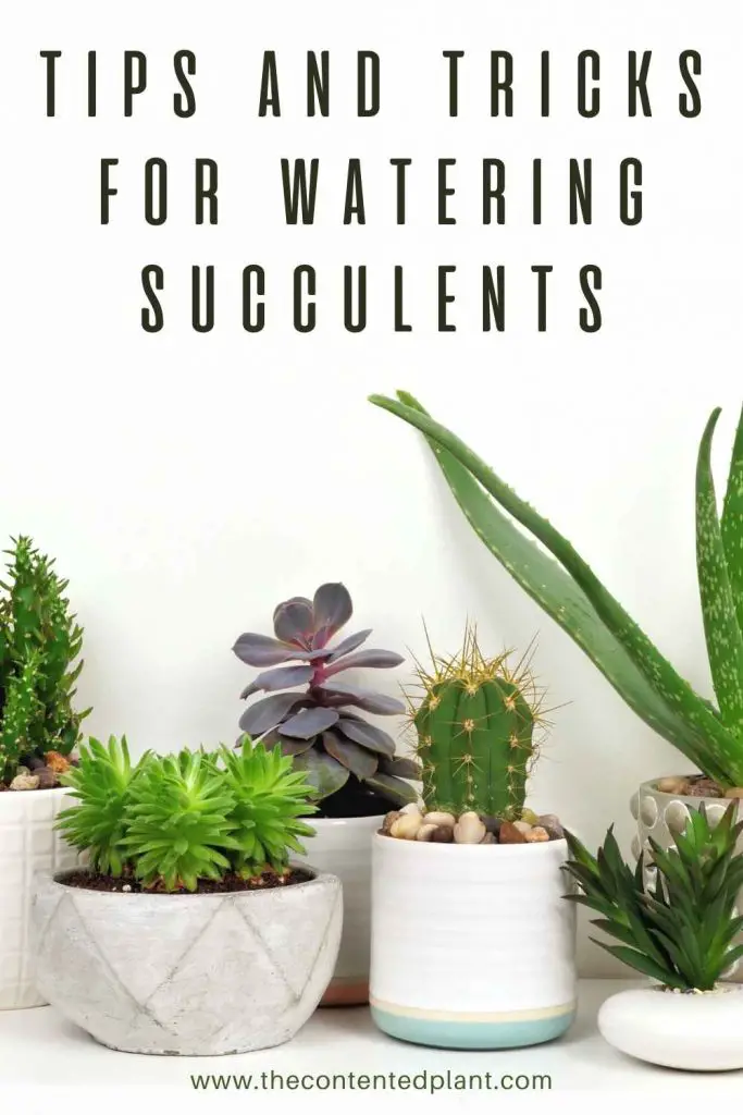 tips and tricks for watering succulents-pin image
