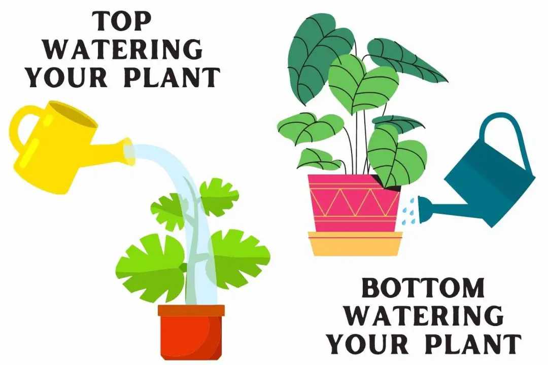 Bottom Watering Plants in Pots The Contented Plant