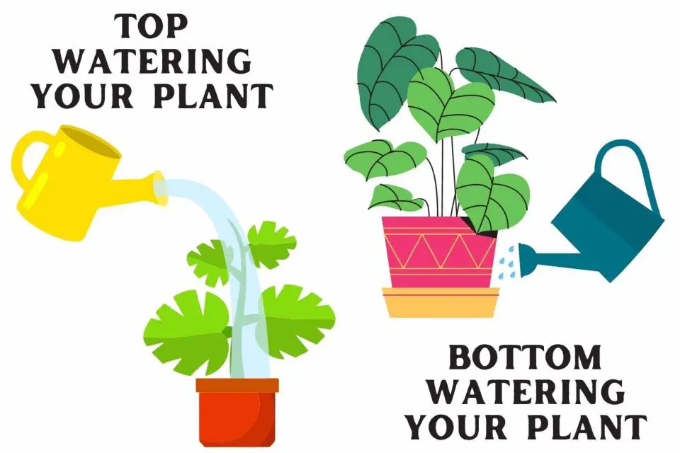 Bottom Watering Plants in Pots: - The Contented Plant