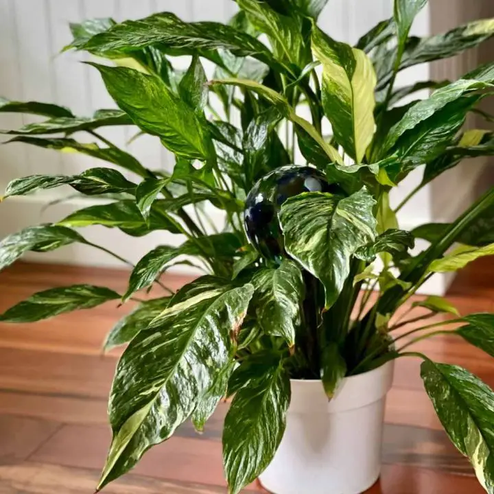 Plant Watering Globes Guide The Contented Plant