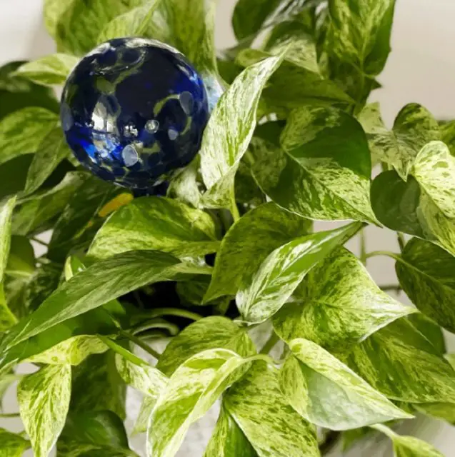 Plant Watering Globes Guide The Contented Plant