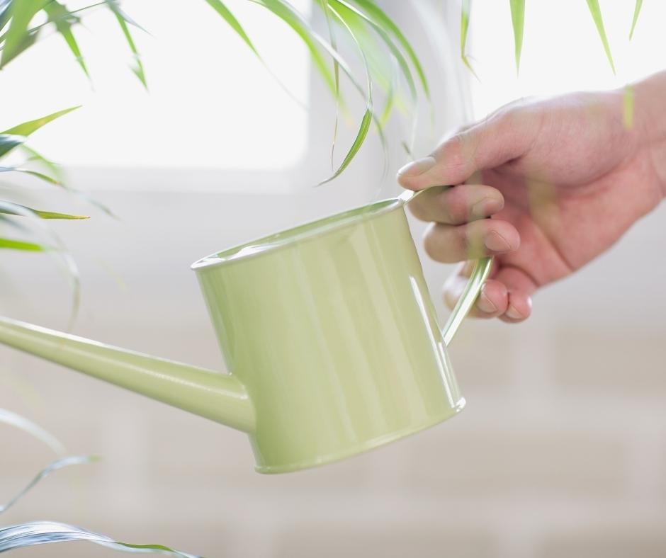 watering houseplant