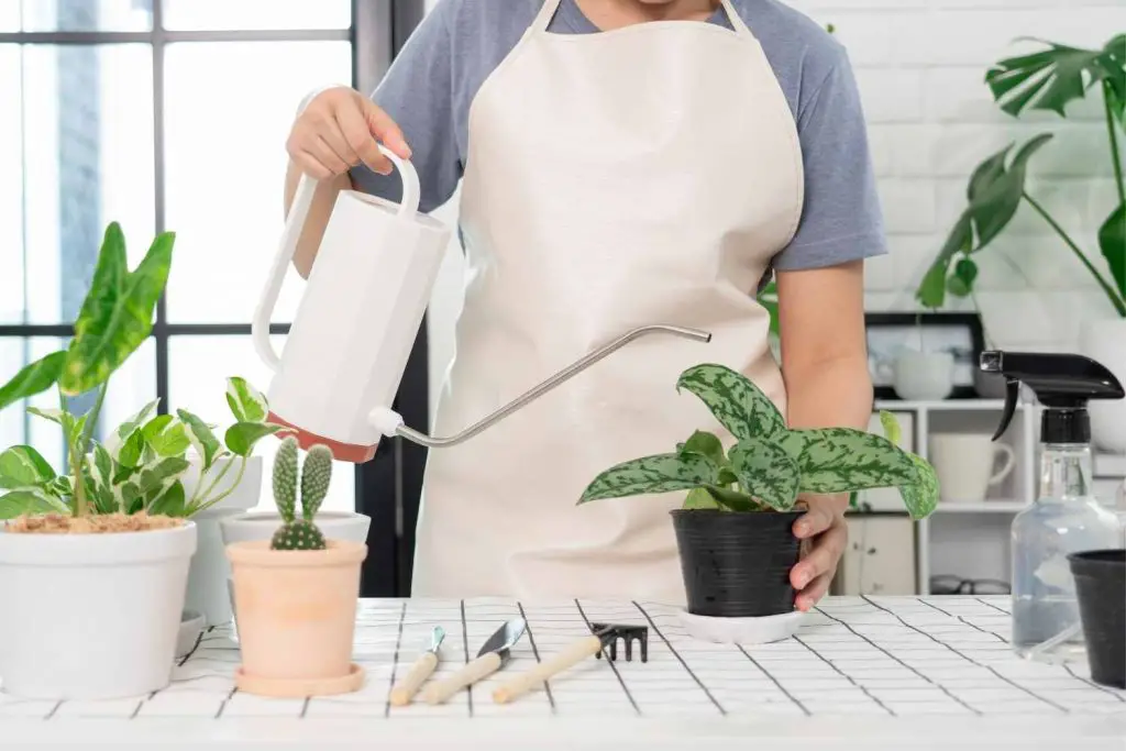 watering indoor plants