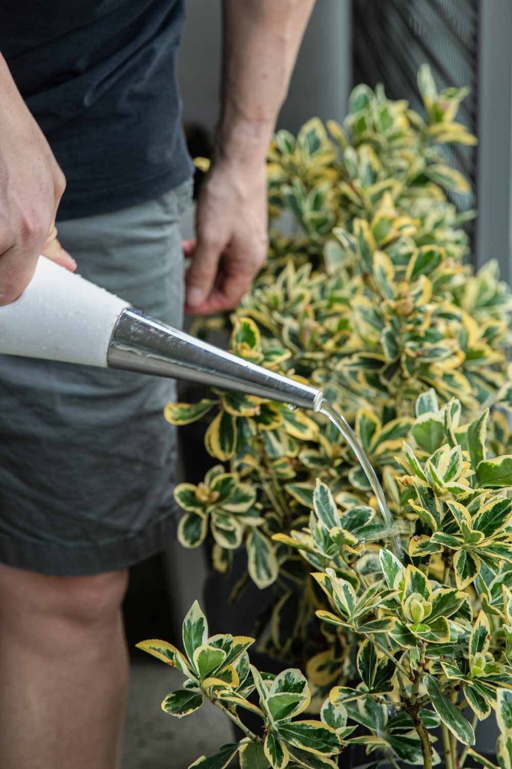 Watering Plants Properly The Contented Plant