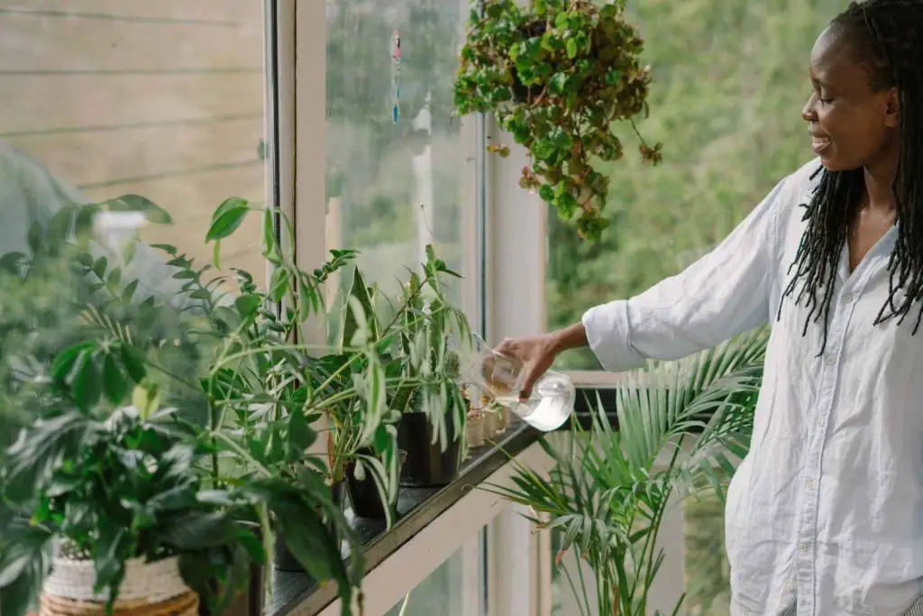 watering indoor plants