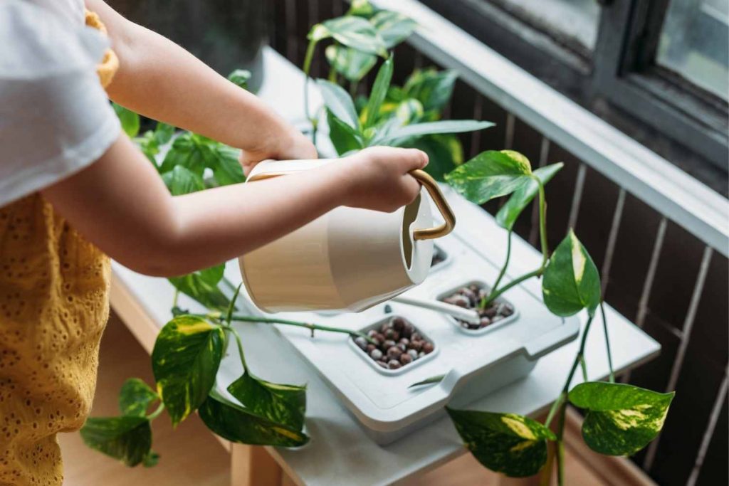 how to water indoor plants
