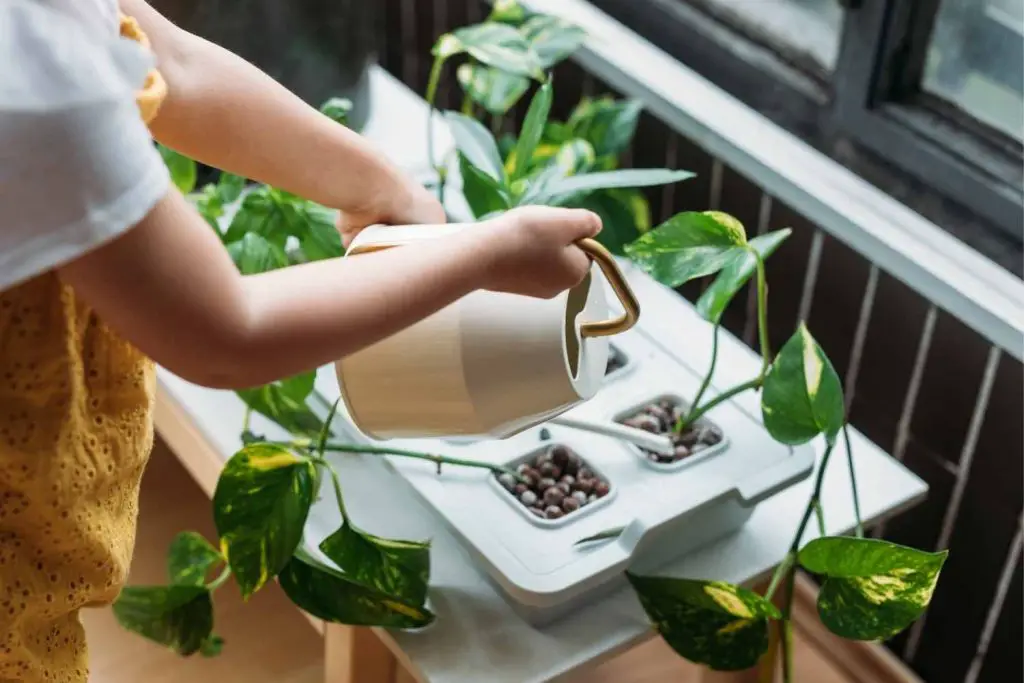 how to water indoor plants