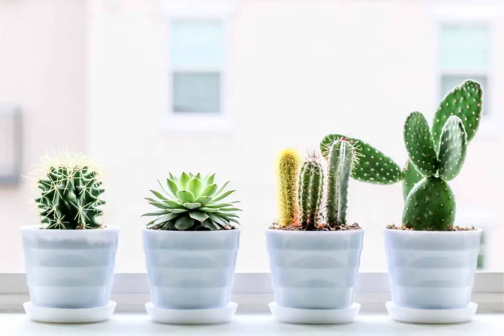 cactus plants in ceramic pots