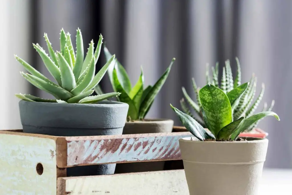 learn how to repot a plant. succulents do well in terra cotta pots.