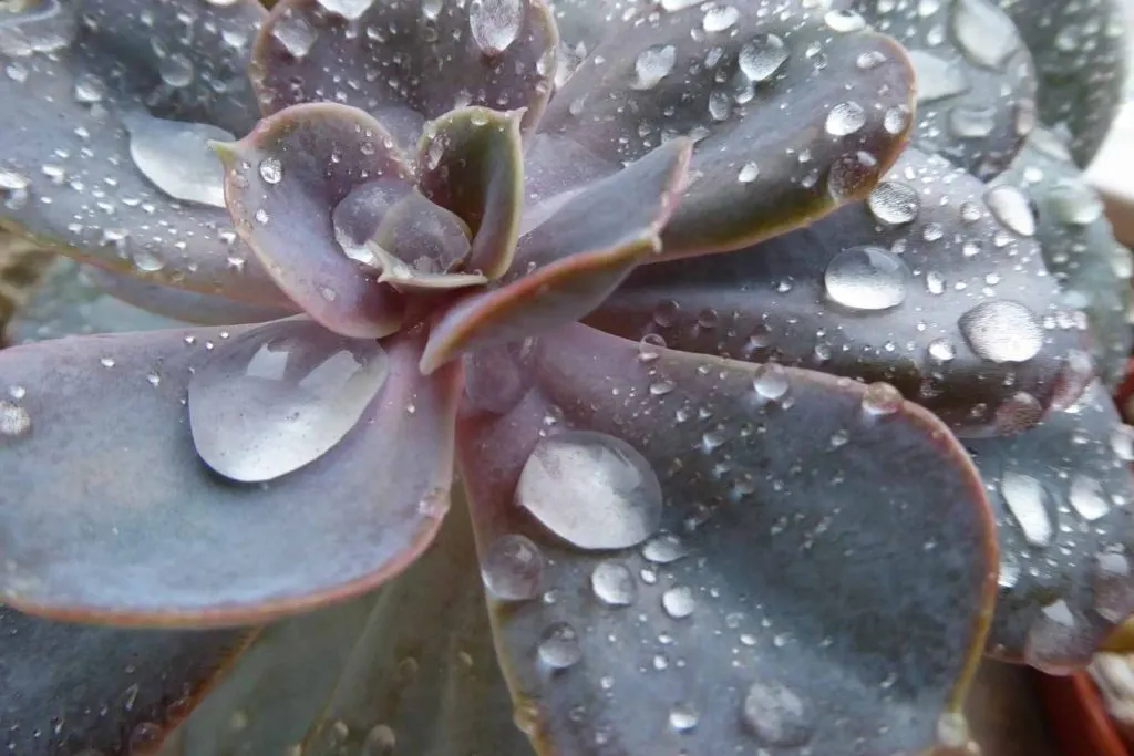 watering succulents