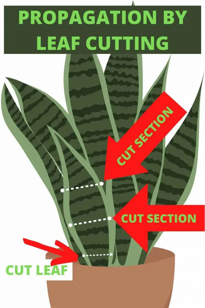 SNAKE PLANT PROPAGATION-leaf cutting