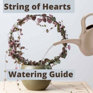 string of hearts watering guide