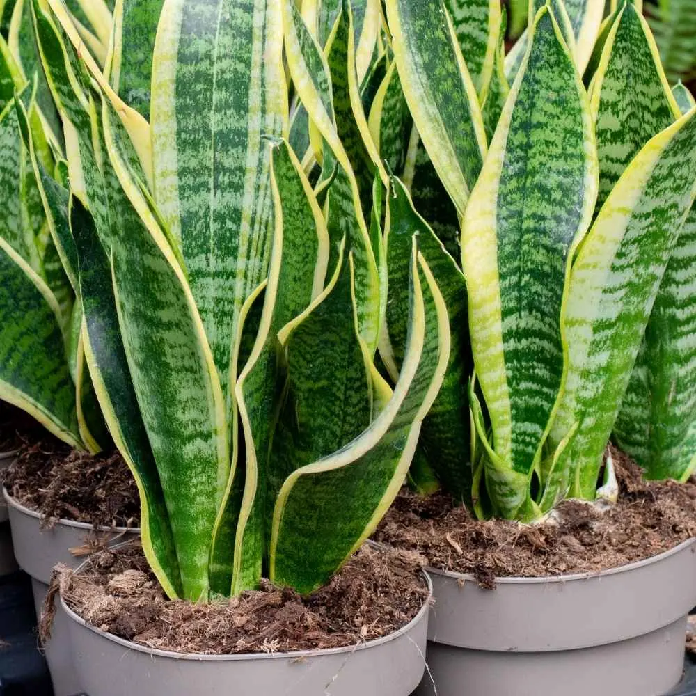 snake plant potting mix