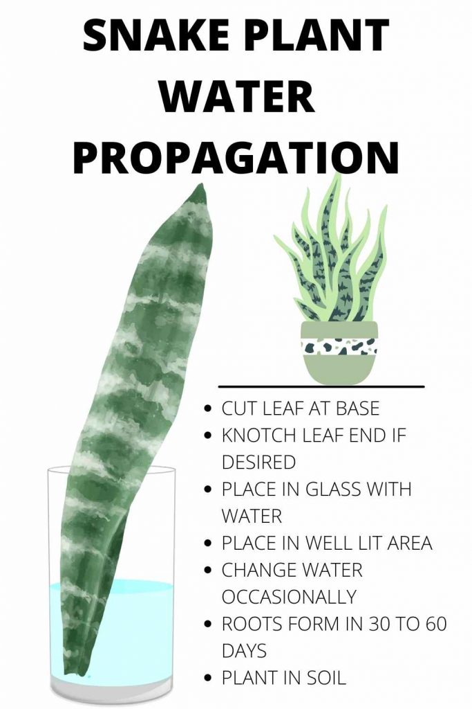 snake plant water Propagation 