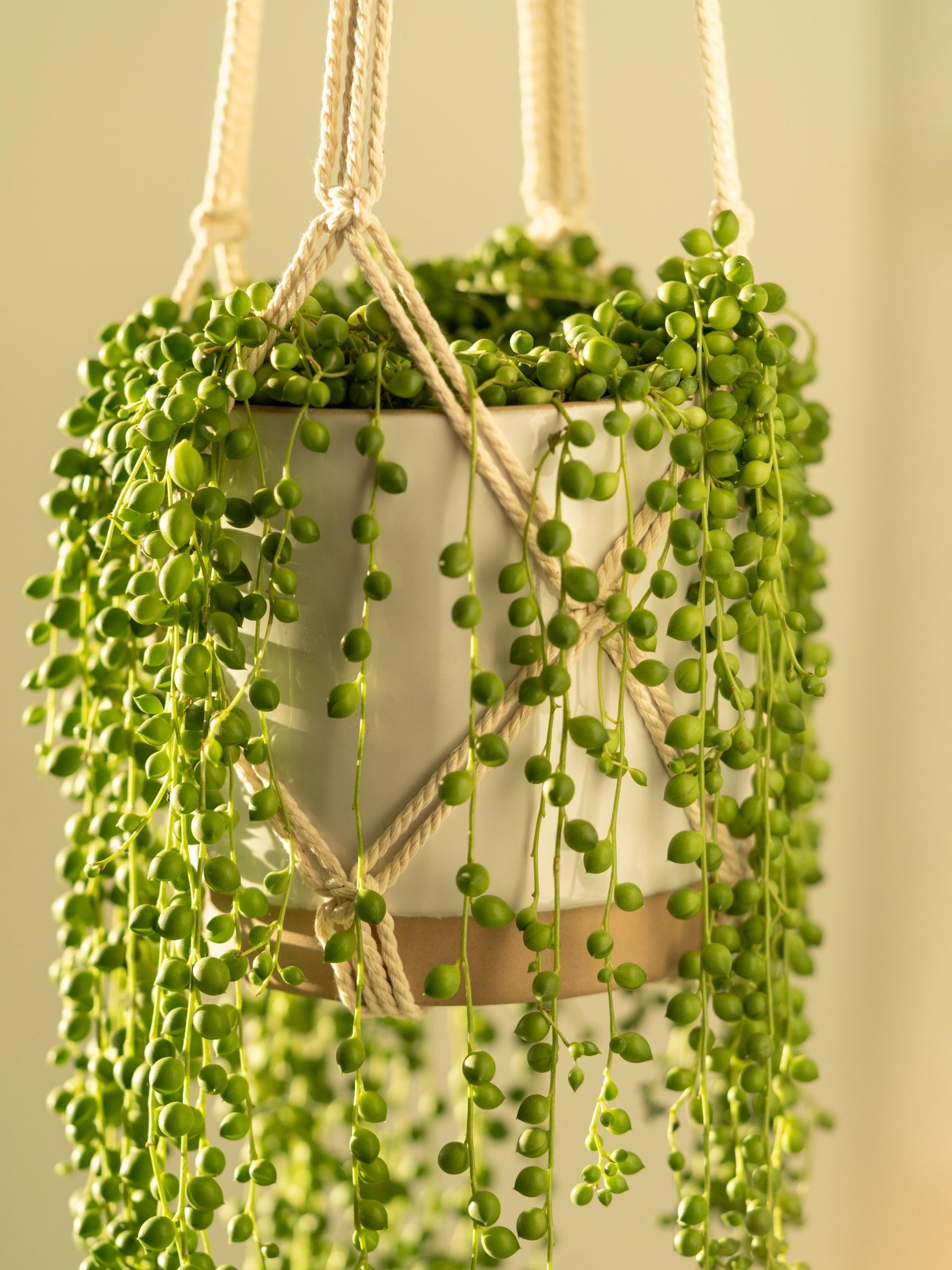 string of pearls hanging
