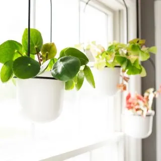 hanging plants in window