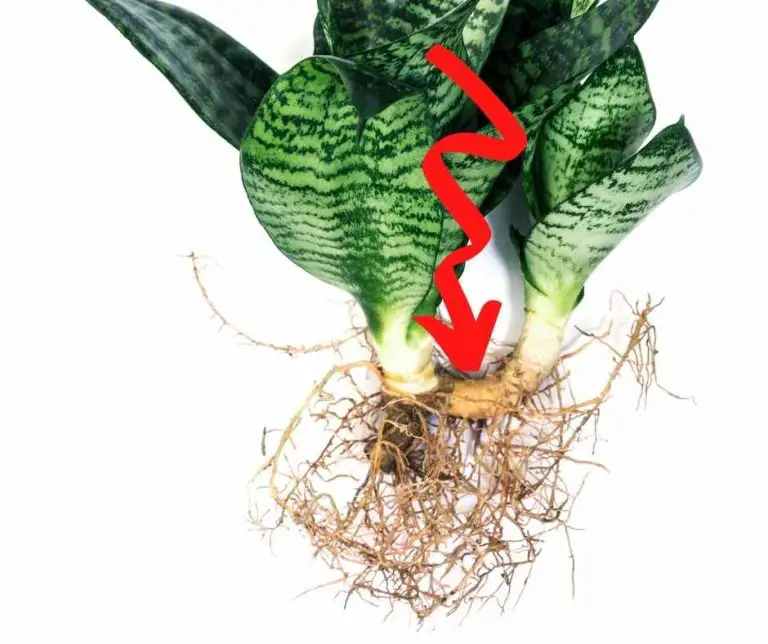 Snake Plant Propagation The Contented Plant