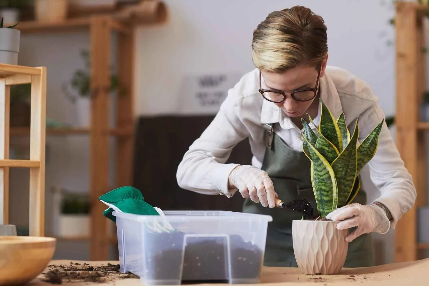 proper snake plant soil is critical for health