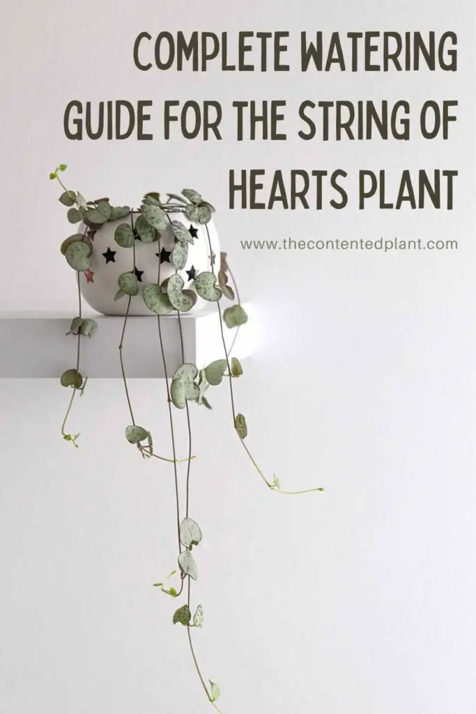 string of hearts complete watering guide-pin image