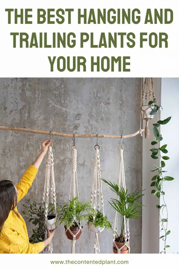 the best hanging and trailing plants for your home-pin image