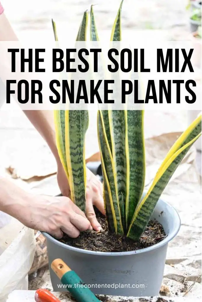 the best soil mix for snake plants-pin image