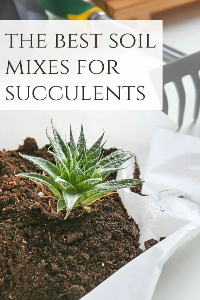 the best soil mixes for succulents-pin image