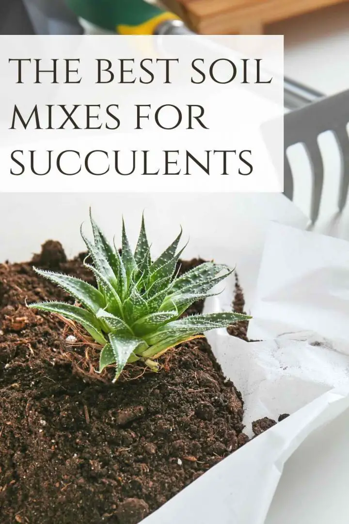 Best Succulent Soil Mix The Contented Plant