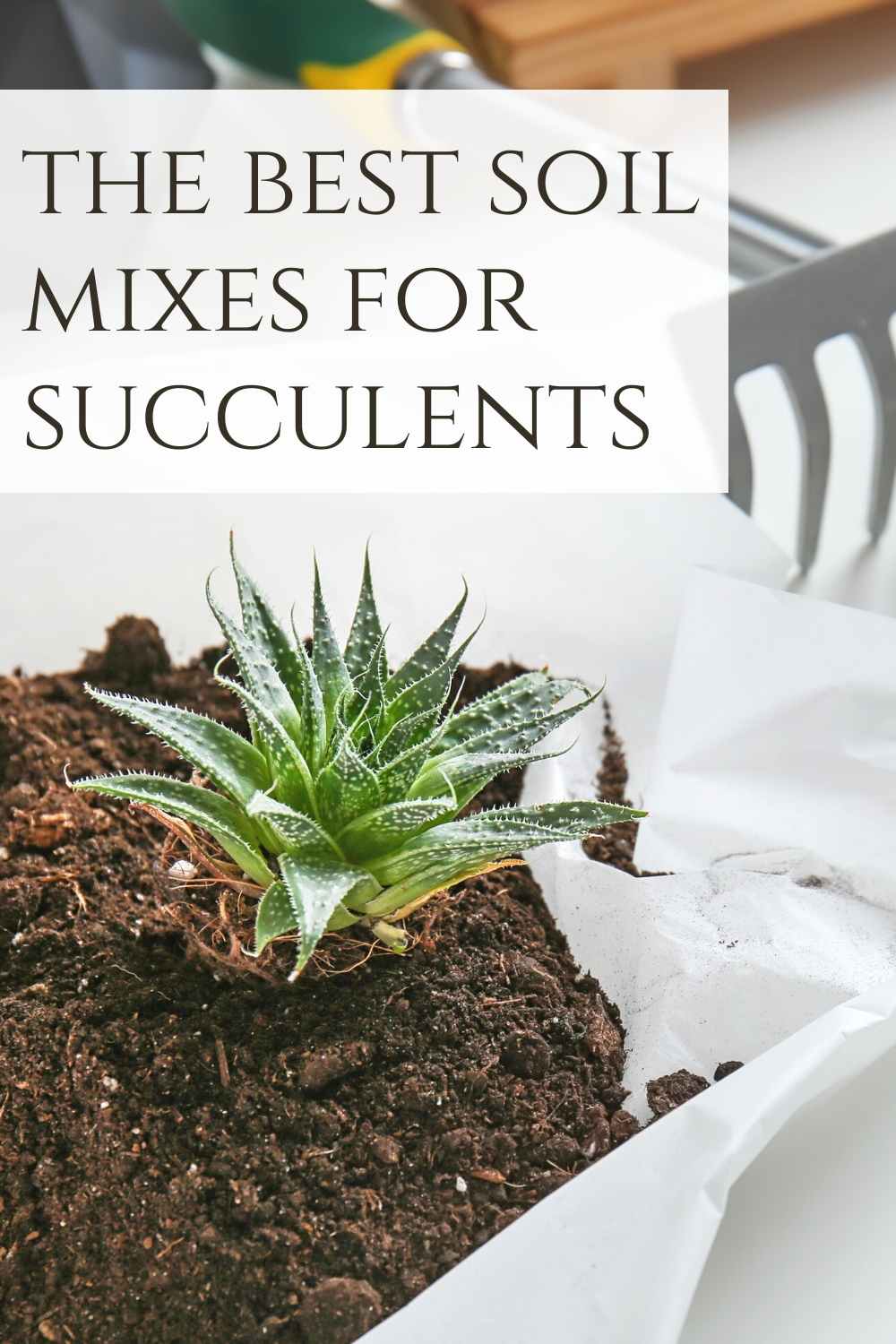 Best Succulent Soil Mix - The Contented Plant