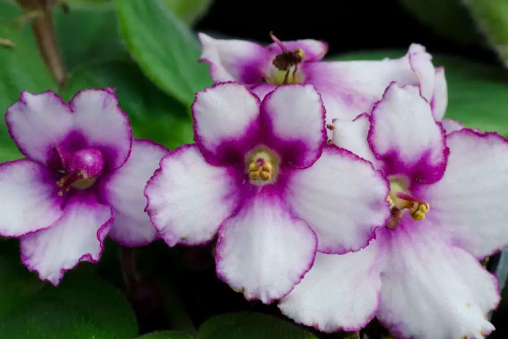 African violet plant