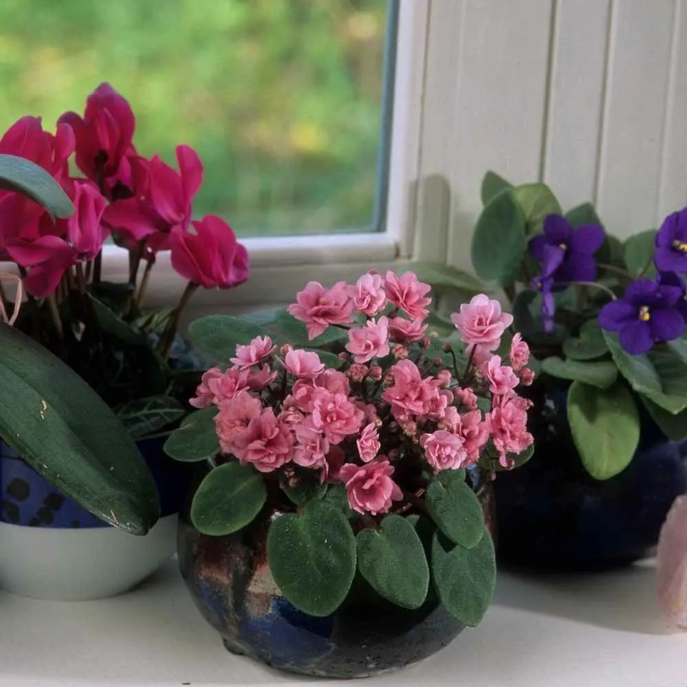 African violets