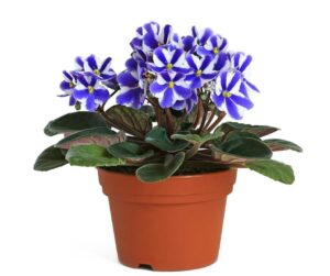 chimera African violet plant