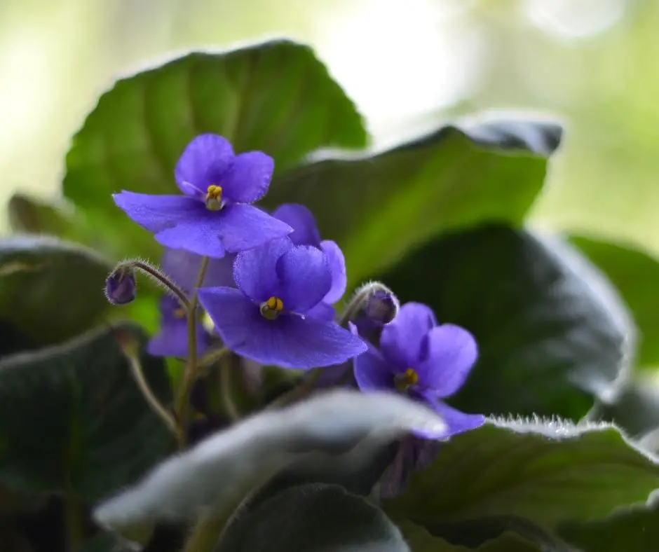 african violet flowers