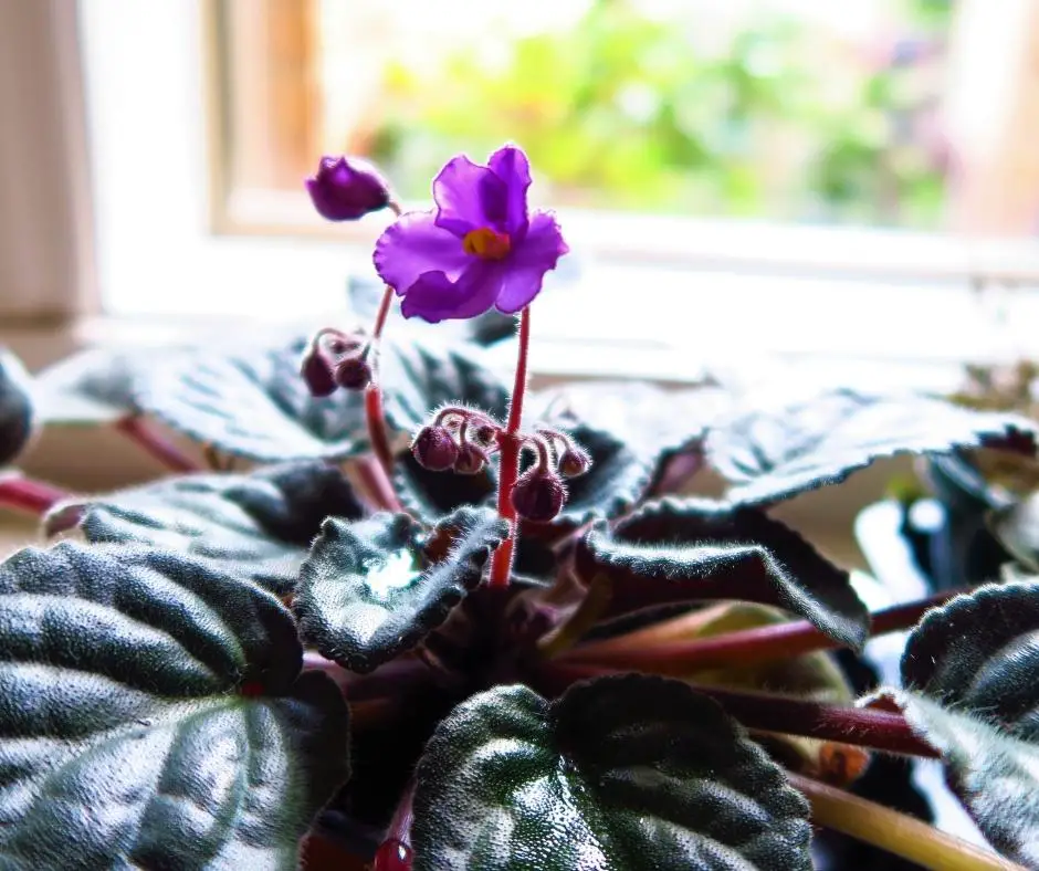 Caring for African Violets with printable care guide