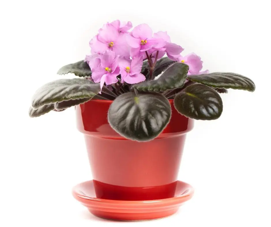 african violet