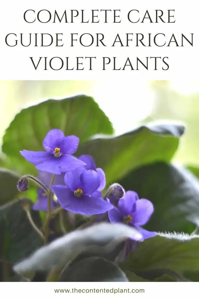 Caring for African Violets with printable care guide The Contented Plant
