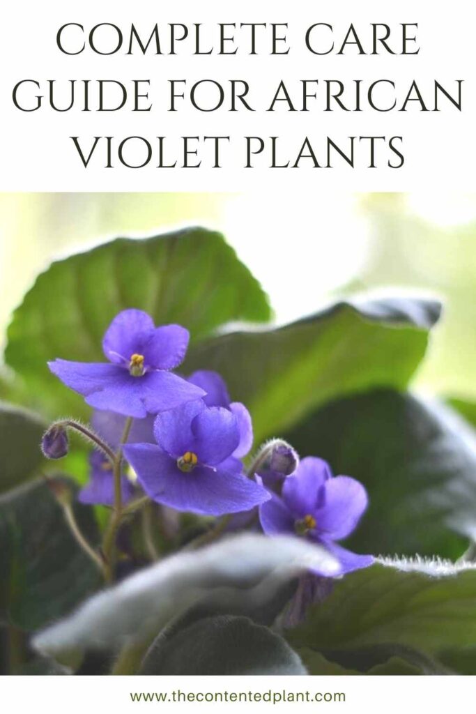 complete care guide for african violet plants-pin image