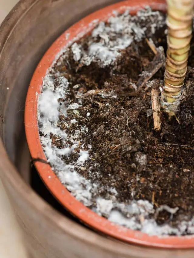 Mold on Plant Soil and How to Eradicate it The Contented Plant