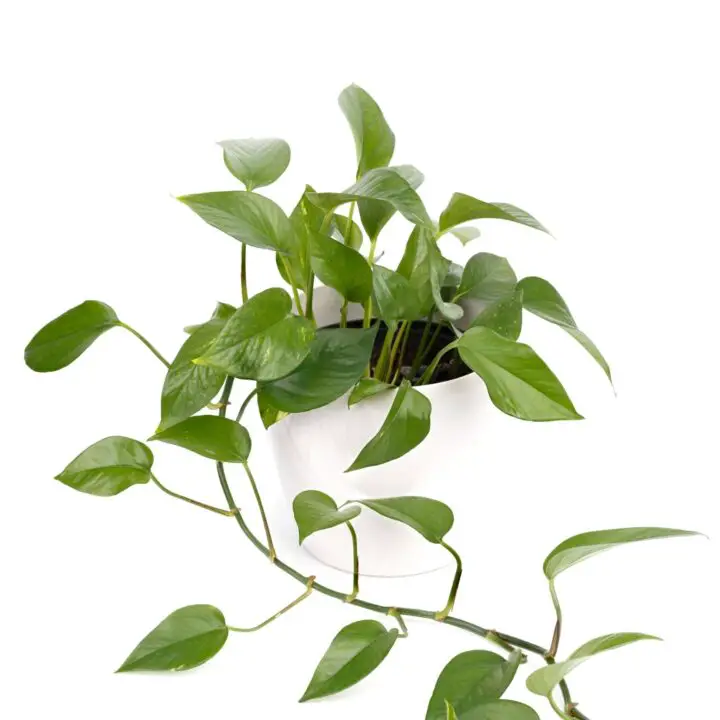 How to Get Rid of Powdery Mildew on PlantsTreatment Guide The Contented Plant