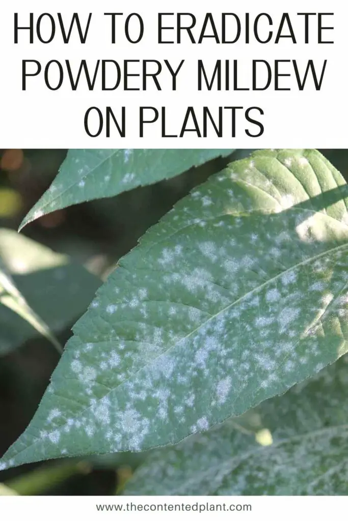 how to eradicate powdery mildew on plants-pin image