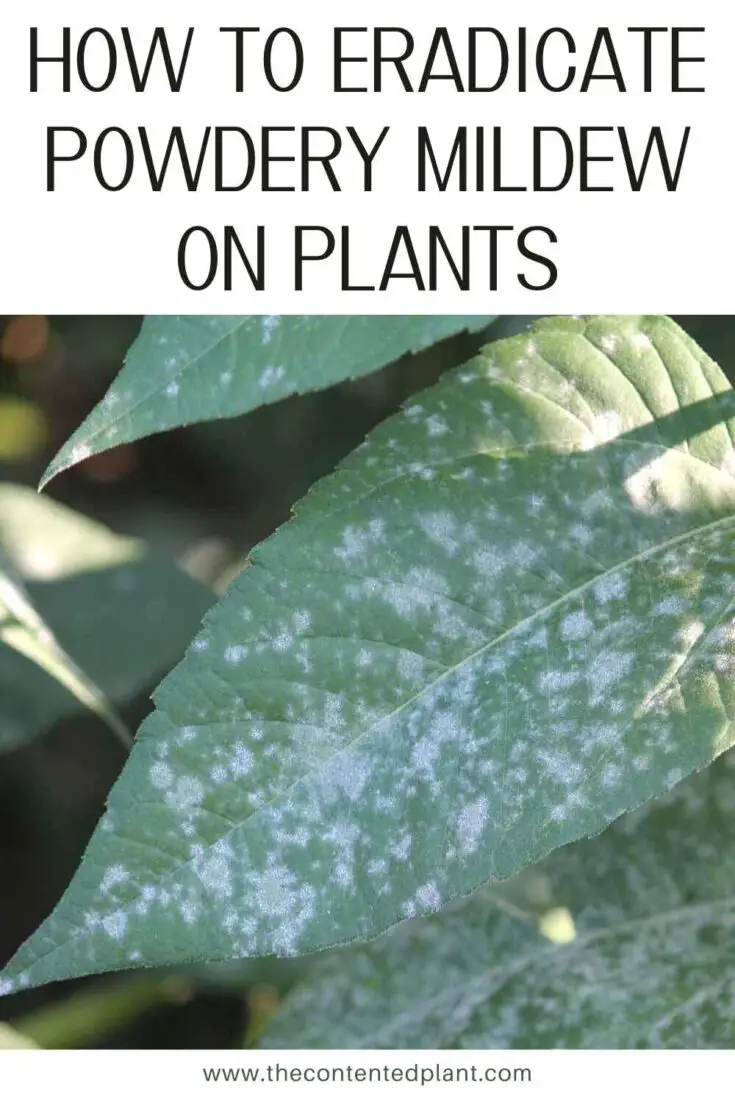 How to Get Rid of Powdery Mildew on PlantsTreatment Guide The