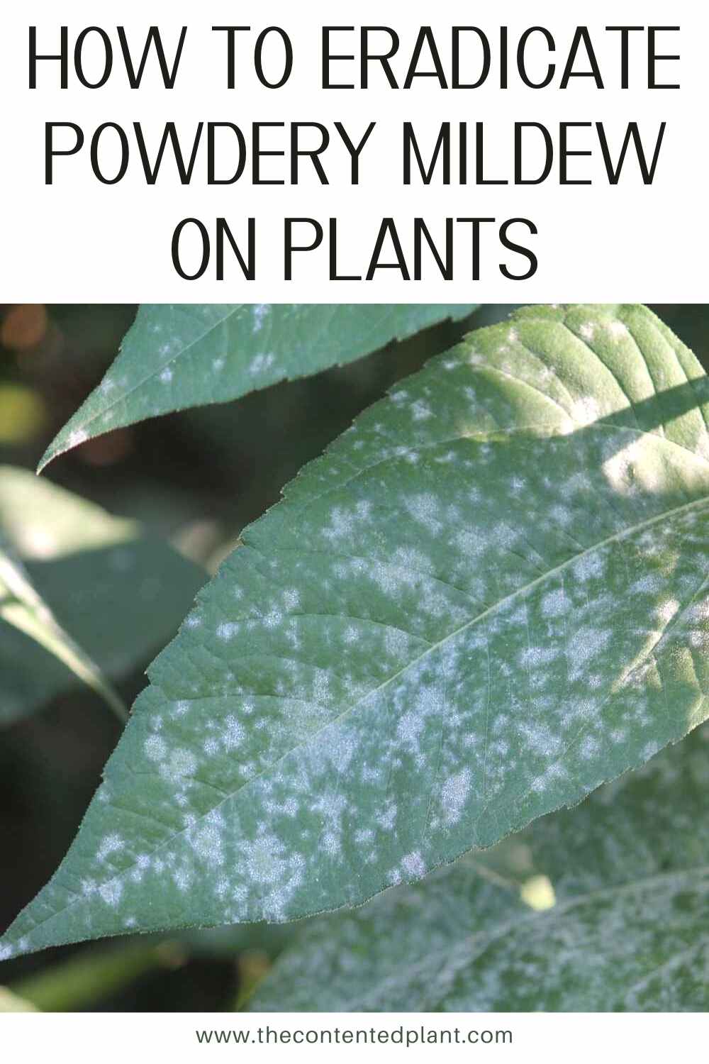 How to Get Rid of Powdery Mildew on PlantsTreatment Guide The