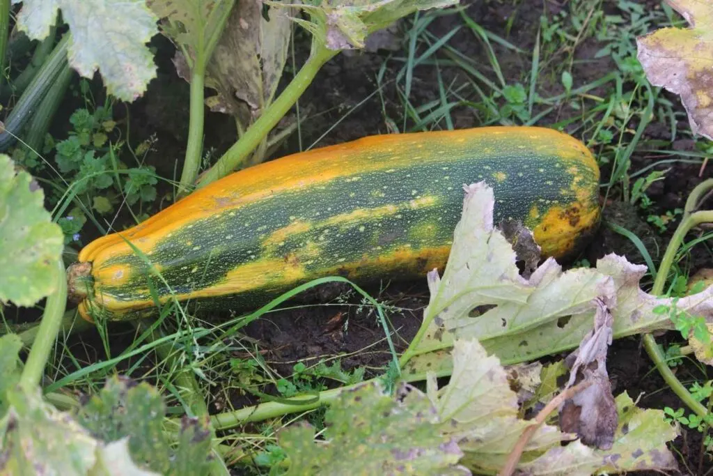 mildewed zucchini plant