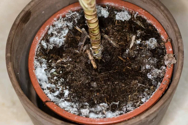 Why is my plant's soil mouldy?