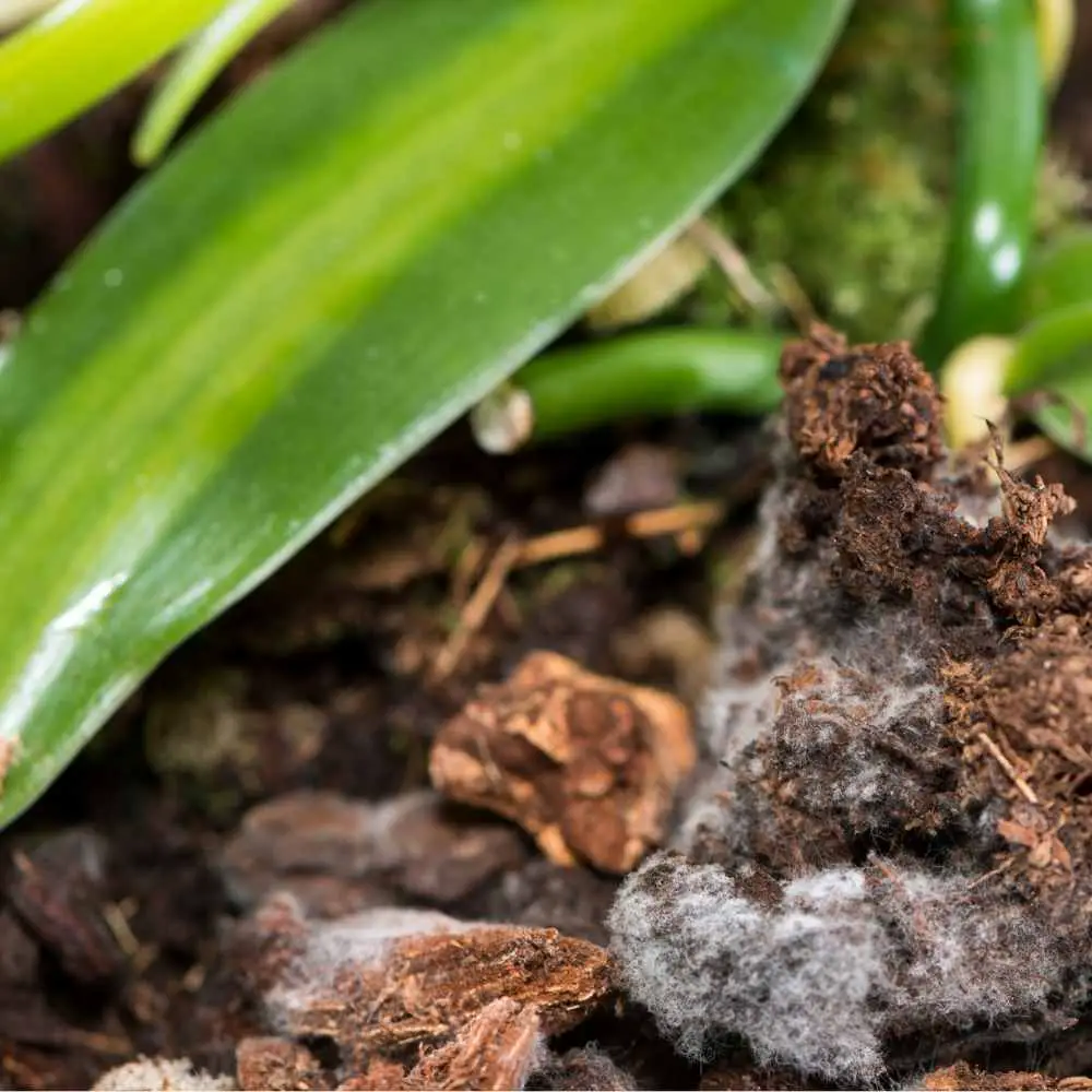 white mold on indoor plant soil