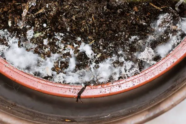 Saprophytic Mold on plant soil