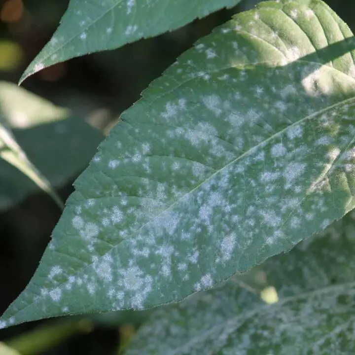 How to Get Rid of Powdery Mildew on Plants-Treatment Guide - The ...